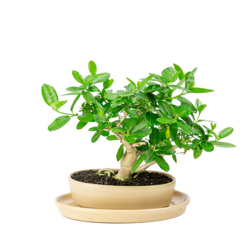 Premna creme ovale pot 22cm, hoogte ~28cm Premna creme ovale pot 22cm, hoogte ~28cm