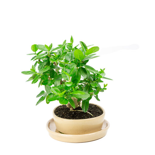 Indoor Bonsai Premna green  oval pot 22cm, height ~28cm