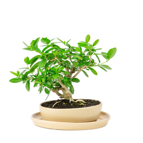 Indoor Bonsai Premna green  oval pot 22cm, height ~28cm