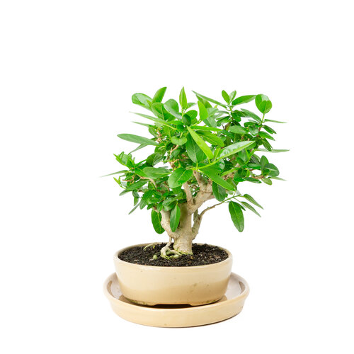 Indoor Bonsai Premna green  oval pot 22cm, height ~28cm