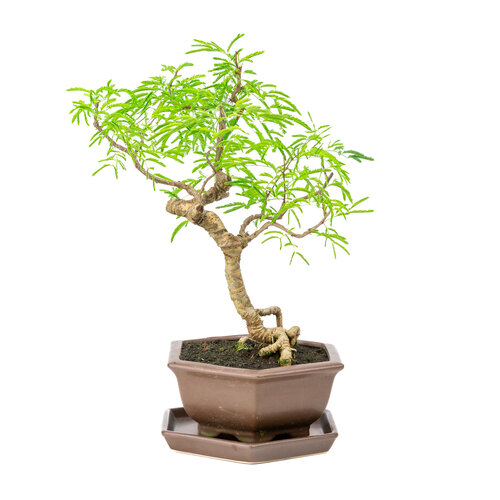 Vachellia bruine zeshoekige pot 22cm, hoogte ~43cm Vachellia bruine zeshoekige pot 22cm, hoogte ~43cm