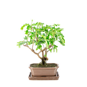 Phyllanthus buxifolius brown rectangularl  pot  16cm, height ~29cm