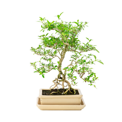 Serissa foetida creme rechthoekige pot 15cm, hoogte ~30cm Serissa foetida creme rechthoekige pot 15cm, hoogte ~30cm