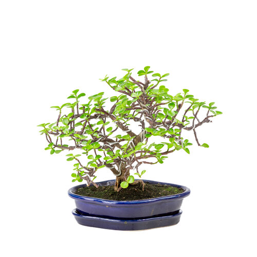Portulacaria afra blauwe mokko pot 22cm, hoogte ~27cm Portulacaria afra blauwe mokko pot 22cm, hoogte ~27cm