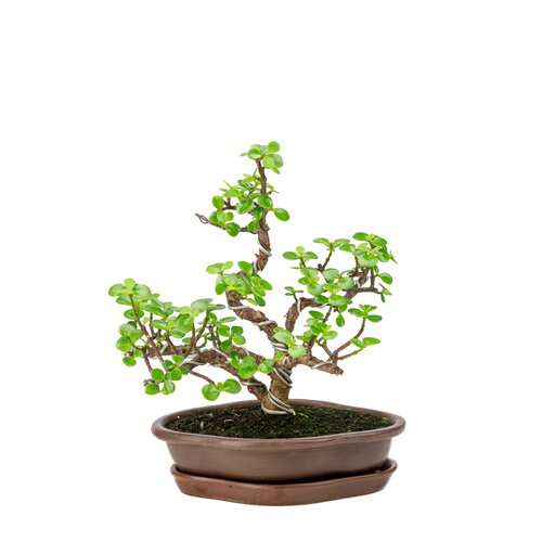 Portulacaria afra bruine mokko pot 22cm, hoogte ~30cm Portulacaria afra bruine mokko pot 22cm, hoogte ~30cm