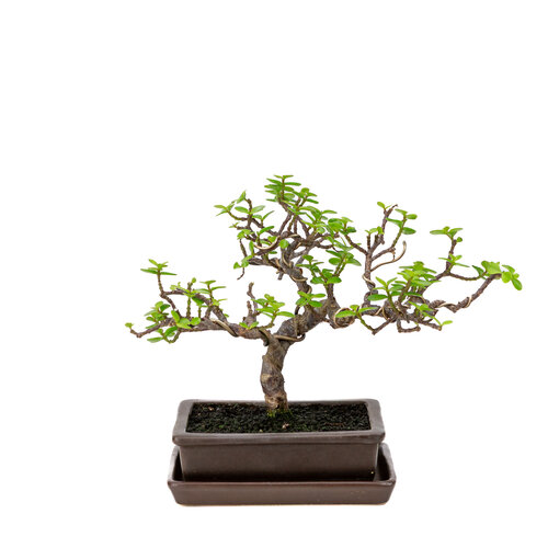 Portulacaria afra bruine rechthoekige pot 15cm, hoogte ~22cm Portulacaria afra bruine rechthoekige pot 15cm, hoogte ~22cm