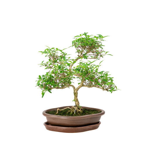 Serissa foetida bruine mokko pot 22cm ,hoogte ~33cm Serissa foetida bruine mokko pot 22cm ,hoogte ~33cm