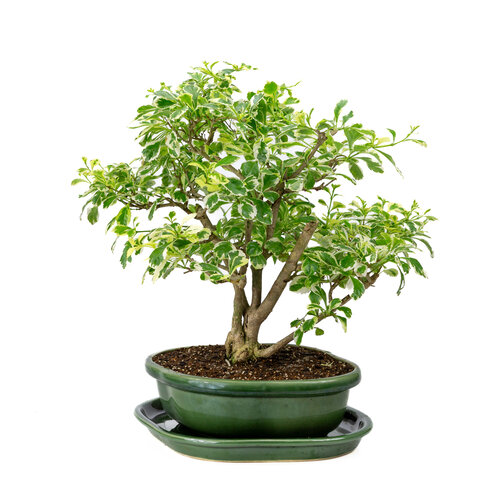 Indoor Bonsai Durantha repens variegata  green rectangular pot 26cm, height ~40cm Indoor Bonsai Durantha repens variegata  green rectangular pot 26cm, height ~40cm