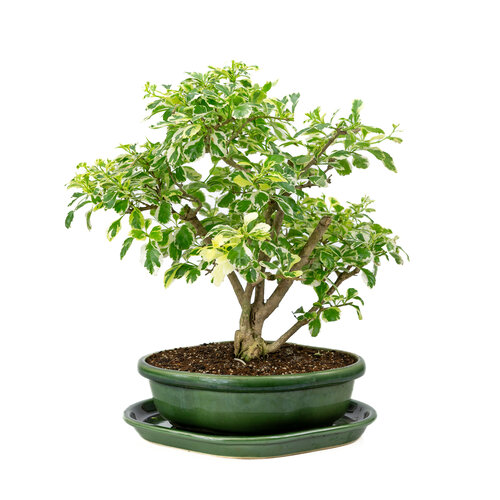 Durantha repens variegata groene mokko pot 26cm, hoogte ~40cm Durantha repens variegata groene mokko pot 26cm, hoogte ~40cm
