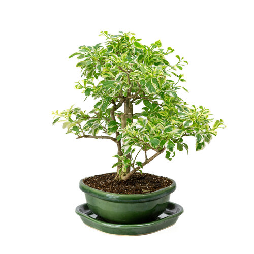 Indoor Bonsai Durantha repens variegata  green rectangular pot 26cm, height ~40cm Indoor Bonsai Durantha repens variegata  green rectangular pot 26cm, height ~40cm