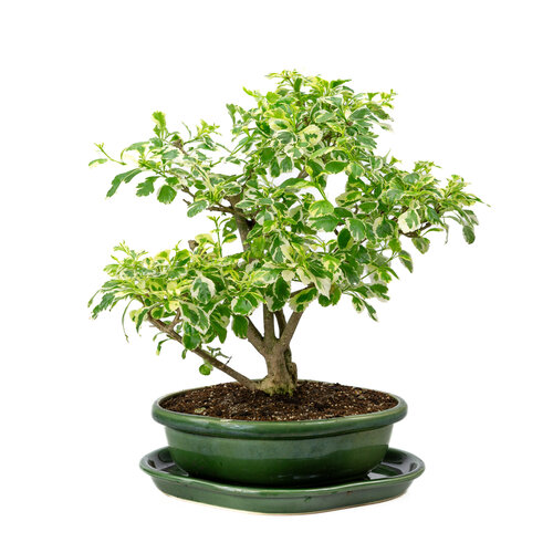 Indoor Bonsai Durantha repens variegata  green rectangular pot 26cm, height ~40cm Indoor Bonsai Durantha repens variegata  green rectangular pot 26cm, height ~40cm