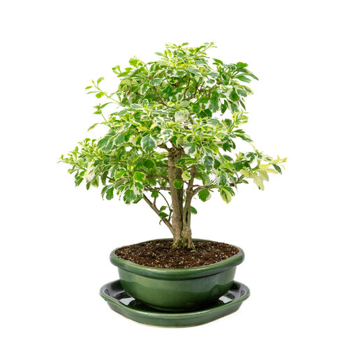 Indoor Bonsai Durantha repens variegata  green rectangular pot 26cm, height ~40cm Indoor Bonsai Durantha repens variegata  green rectangular pot 26cm, height ~40cm