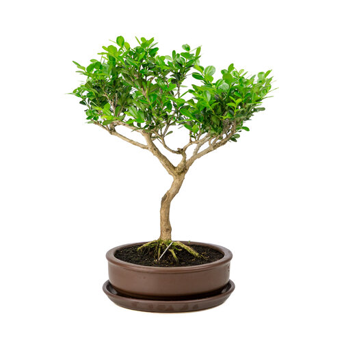 Buxus mat bruine ronde pot 19cm, hoogte ~39cm Buxus mat bruine ronde pot 19cm, hoogte ~39cm