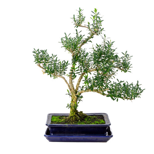 Buxus harlandii blauwe rechthoekige pot 21cm, hoogte ~38cm Buxus harlandii blauwe rechthoekige pot 21cm, hoogte ~38cm