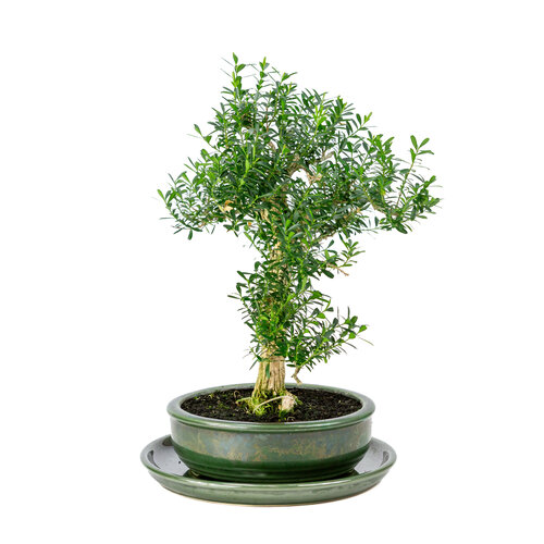 Buxus harlandii groene ronde pot 19cm, hoogte ~40cm Buxus harlandii groene ronde pot 19cm, hoogte ~40cm