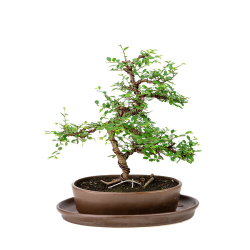 Zelkova brown oval pot 21cm, heigh t~33cm Zelkova brown oval pot 21cm, heigh t~33cm