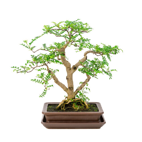 Zanthoxylum piperitium brown matte rectangular 21cm, height ~ 38cm Zanthoxylum piperitium brown matte rectangular 21cm, height ~ 38cm
