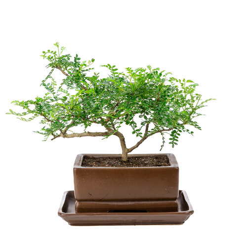 Zanthoxylum piperitum brown rectangular pot 20cm, height ~30cm Zanthoxylum piperitum brown rectangular pot 20cm, height ~30cm