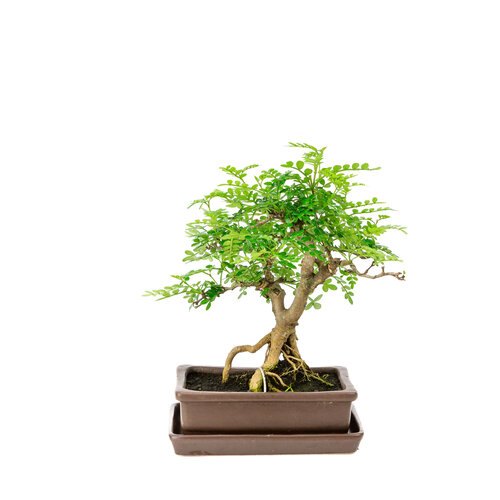 Zanthoxylum piperitium brown matte rectangular 15cm, height ~ 26cm Zanthoxylum piperitium brown matte rectangular 15cm, height ~ 26cm