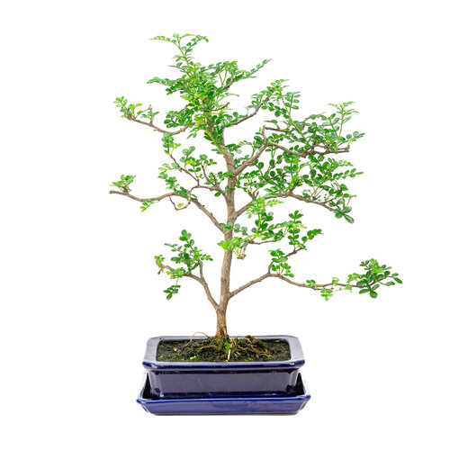 Zanthoxylum piperitium brown matte rectangular 17cm, height ~38cm Zanthoxylum piperitium brown matte rectangular 17cm, height ~38cm
