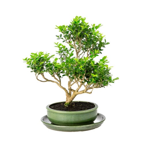 Buxus groene ronde pot 19cm, hoogte ~39cm Buxus groene ronde pot 19cm, hoogte ~39cm
