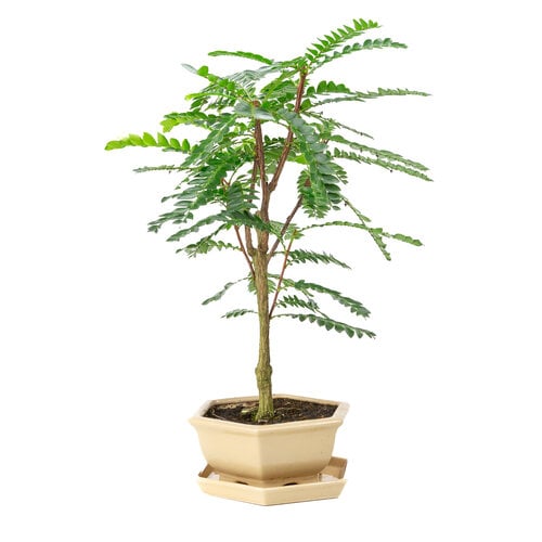 Phyllanthus buxifolius creme hexagonal pot 22cm, height ~53cm Phyllanthus buxifolius creme hexagonal pot 22cm, height ~53cm