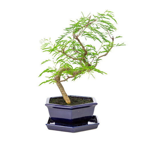 Vachellia blue hexagonal pot 22cm, hoogte ~43cm Vachellia blue hexagonal pot 22cm, hoogte ~43cm