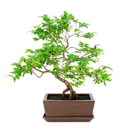 Syzyigium brown rectangular pot 22cm, height ~42cm Syzyigium brown rectangular pot 22cm, height ~42cm