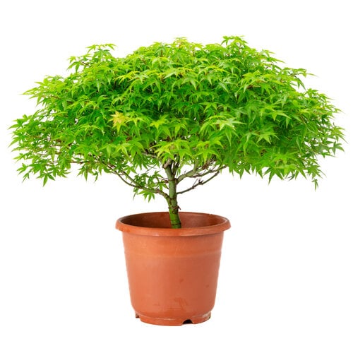 Acer palmatum 'Kiyohime' plastic pot 17cm, hoogte ~42cm Acer palmatum 'Kiyohime' plastic pot 17cm, hoogte ~42cm