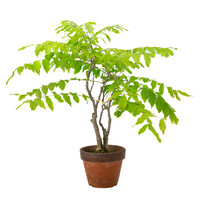 Wisteria floribunda terracotta pot 12cm, height ~44cm