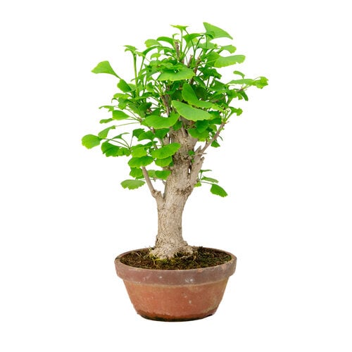 Ginkgo biloba terracotta pot 19cm, hoogte ~46cm Ginkgo biloba terracotta pot 19cm, hoogte ~46cm