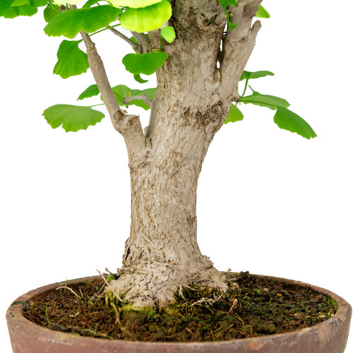 Buiten Bonsai Ginkgo biloba terracotta pot 19cm, hoogte ~46cm