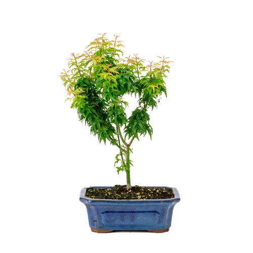 Acer palmatum 'Kotohime' blauwe rechthoekige pot 21cm , hoogte ~ 45cm Acer palmatum 'Kotohime' blauwe rechthoekige pot 21cm , hoogte ~ 45cm