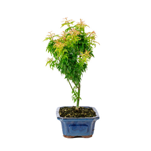 Buiten Bonsai Acer palmatum 'Kotohime' blauwe rechthoekige pot 21cm , hoogte ~ 45cm