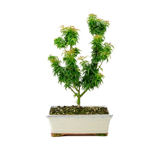 Acer palmatum 'Kotohime' creme rechthoekige pot 22cm , hoogte ~ 42cm Acer palmatum 'Kotohime' creme rechthoekige pot 22cm , hoogte ~ 42cm