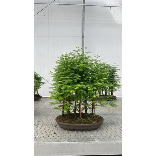 Metasequoia glyptostroboides reserved for Attila Metasequoia glyptostroboides reserved for Attila