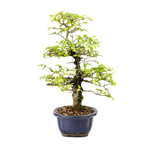 Buiten Bonsai Carpinus turczaninowii blauwe mokko pot 20cm, hoogte ~48cm