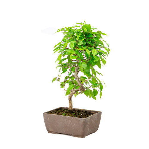 Buiten Bonsai Carpinus coreana ongeglazuurde rechhoekige pot 14cm, hoogte ~30cm