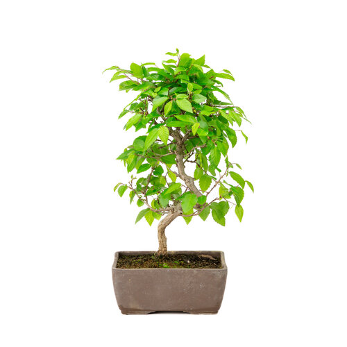 Carpinus coreana unglazed rectangular pot 14cm, height ~30cm Carpinus coreana unglazed rectangular pot 14cm, height ~30cm