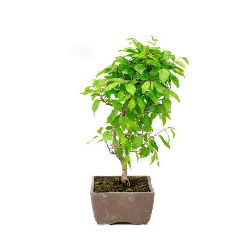 Buiten Bonsai Carpinus coreana ongeglazuurde rechhoekige pot 14cm, hoogte ~30cm