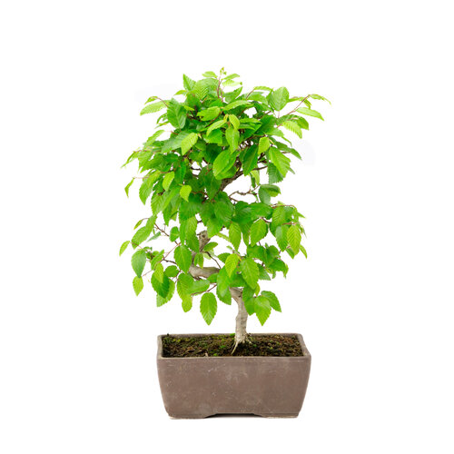 Buiten Bonsai Carpinus coreana ongeglazuurde rechhoekige pot 14cm, hoogte ~30cm