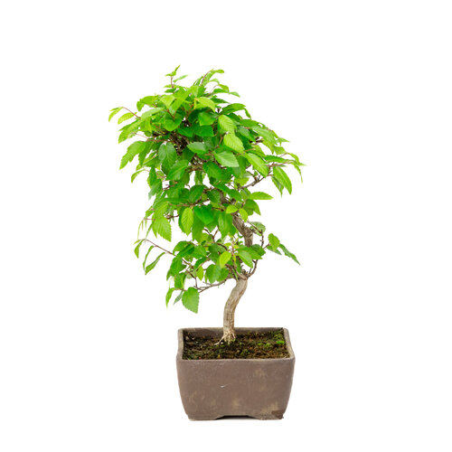 Buiten Bonsai Carpinus coreana ongeglazuurde rechhoekige pot 14cm, hoogte ~30cm