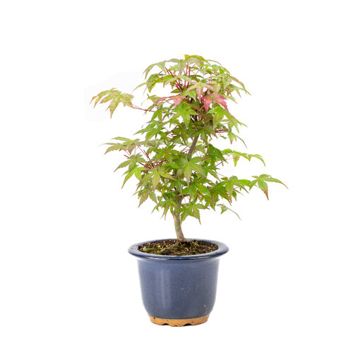 Acer palmatum Deshojo blue round pot 14cm, height~50cm