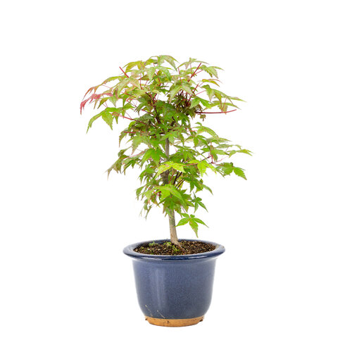 Outdoor Bonsai Acer palmatum Deshojo blue round pot 14cm, height~50cm