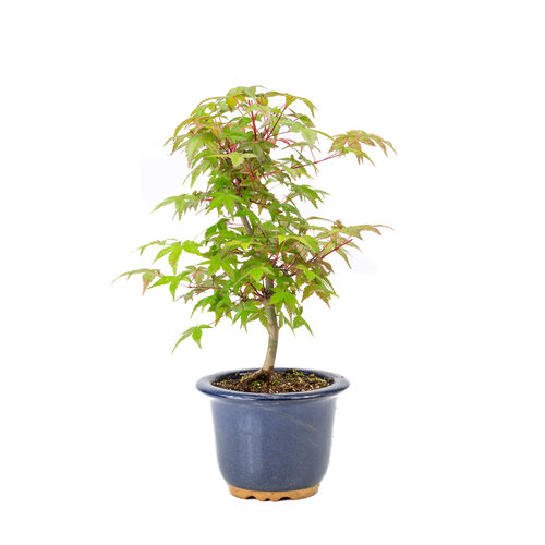 Outdoor Bonsai Acer palmatum Deshojo blue round pot 14cm, height~50cm