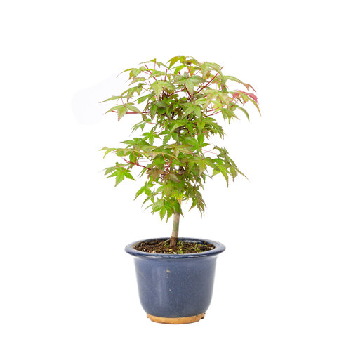 Outdoor Bonsai Acer palmatum Deshojo blue round pot 14cm, height~50cm
