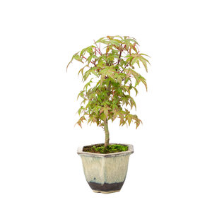 Acer palmatum Deshojo beige brown hexagonal pot 14cm, height~50cm