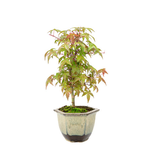 Outdoor Bonsai Acer palmatum Deshojo beige brown hexagonal pot 14cm, height~50cm