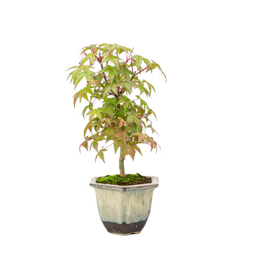 Outdoor Bonsai Acer palmatum Deshojo beige brown hexagonal pot 14cm, height~50cm