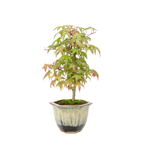 Outdoor Bonsai Acer palmatum Deshojo beige brown hexagonal pot 14cm, height~50cm